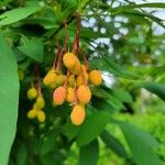 Oemleria cerasiformis Fruit