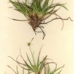 Carex mabilliana Vivejo