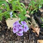 Phlox drummondii Flower