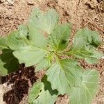 Solanum physalifolium Liść