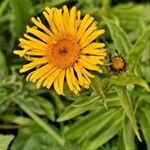 Inula salicina Fleur