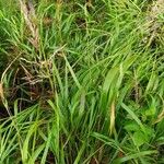 Calamagrostis canescens Leaf