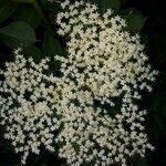 Sambucus nigraЦветок