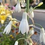 Ornithogalum candicans Flor