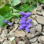 Viola riviniana Flower