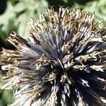 Echinops bannaticus Mbuma