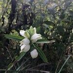 Chelone glabra Fleur