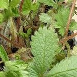 Potentilla nepalensis Leaf