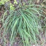 Calamagrostis varia Blad