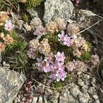 Armeria caespitosa Fiore