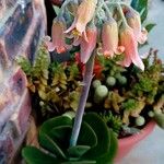 Cotyledon orbiculata Folha