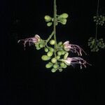 Eperua falcata 花