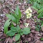 Primula elatior Hábito