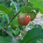 Malpighia glabra Fruit