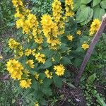 Lysimachia punctataKvět