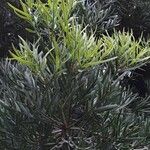 Podocarpus falcatus Natur