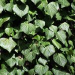 Hedera helix Blad