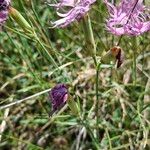 Dianthus hyssopifoliusHábito