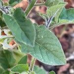 Solanum villosumLeaf