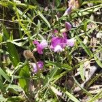 Lathyrus hirsutusBlomma