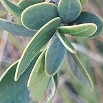 Mascarenhasia arborescens Hoja