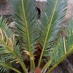 Cycas revolutaLeaf