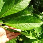 Acnistus arborescens Hoja