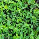 Arthraxon hispidus Hoja
