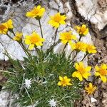 Stenotus acaulis Flor