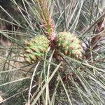 Pinus bungeana List