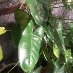 Philodendron burle-marxii Leaf