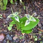 Scoliopus bigelovii 花