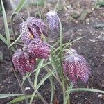 Fritillaria meleagris Kvet