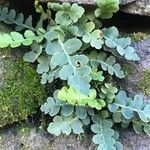 Asplenium ceterach Feuille