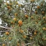 Pinus halepensis ᱥᱟᱠᱟᱢ