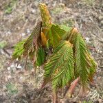 Acer caudatum Хабит