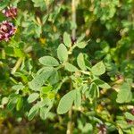 Trifolium depauperatum ഇല