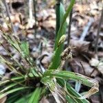 Carex plantaginea Flower