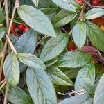 Cotoneaster salicifolius Leht