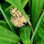 Carex scaposa 花