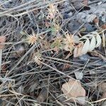 Ononis pusilla Hoja
