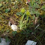 Echinaria capitata Habit