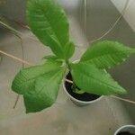 Anacardium occidentale Leaf