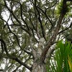 Podocarpus totara Habitus