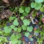 Cymbalaria hepaticifolia Levél