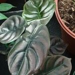 Alocasia cuprea List