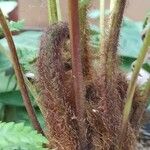 Dicksonia blumei Bark