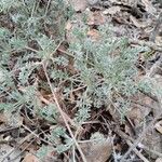 Artemisia alba Likasa