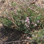 Dalea formosa ᱛᱟᱦᱮᱸ