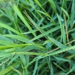 Paspalum distichum List